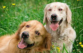 Dog face key point labeling