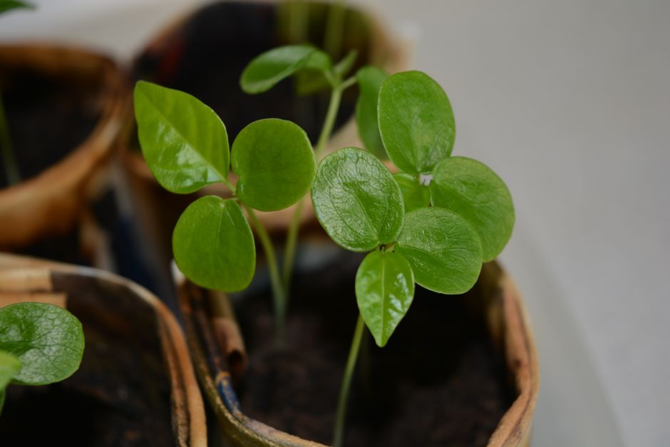 2. Plantable Seed Paper Business Cards