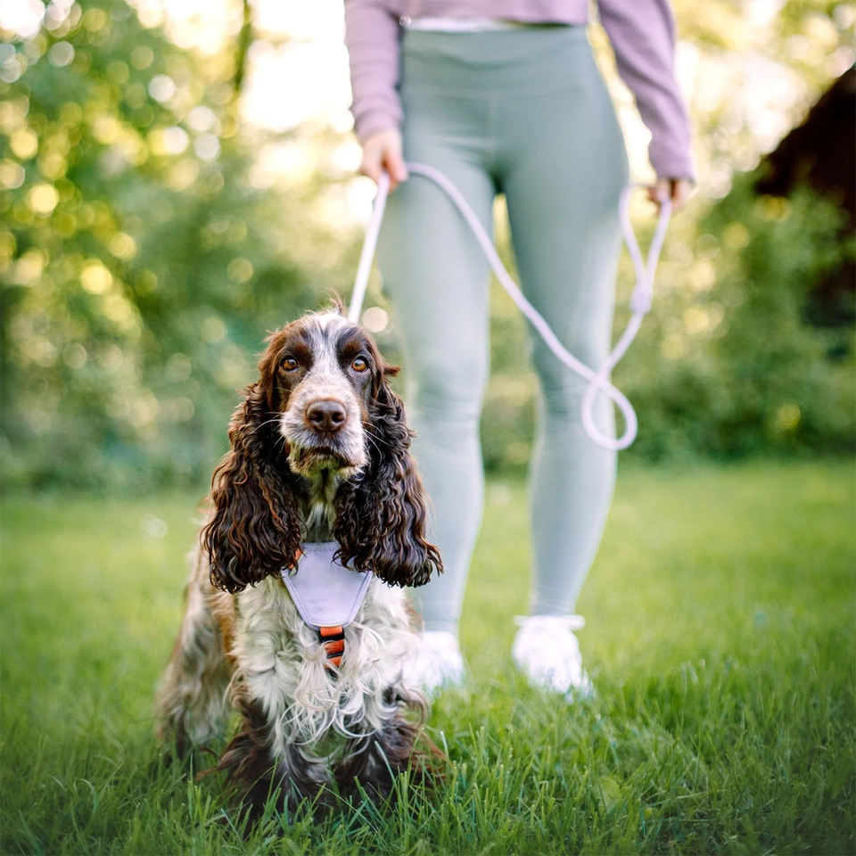 Lightweight Breathable Nylon Dog Harness & Leash Set – Eco-Friendly, Custom Colors, Quick-Release