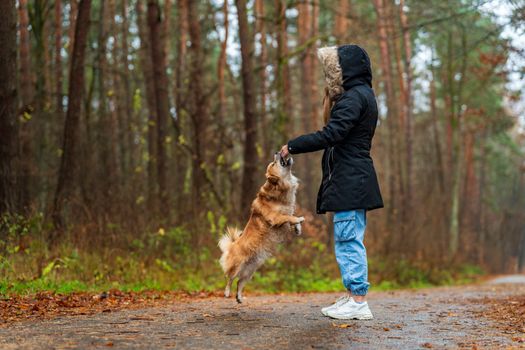 Pet Industry Certifications Guide for B2B Buyers