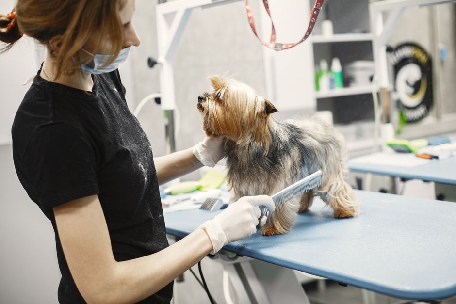 Introduction to Pet Industry Certifications