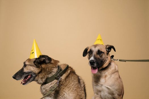 Pet Supply Dropshipping Pros and Cons for B2B Buyers