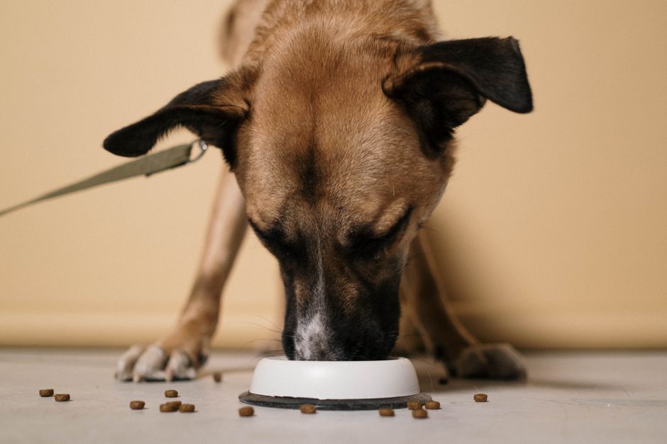 Pros of Pet Supply Dropshipping for B2B
