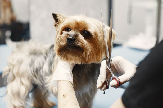 Pet Industry M&A: 10 Impacts on B2B Buyers