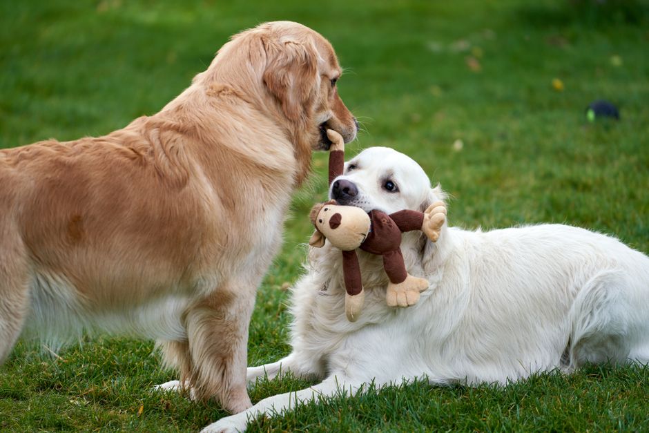 What Are the Key Pet Toy Safety Standards Importers Must Know?