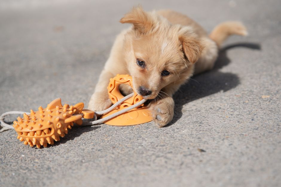 What Are the Most Common Pet Toy Hazards?