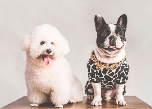 Pet Accessories Trends Retailers Should Stock in 2024