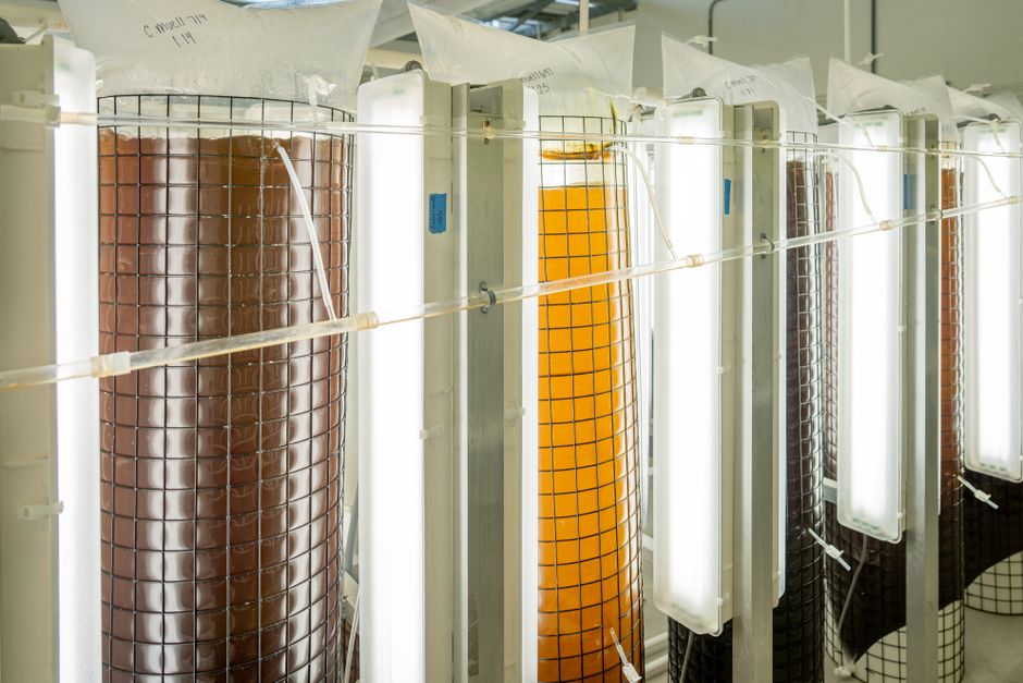 2. Precision Fermentation for Sustainable Proteins
