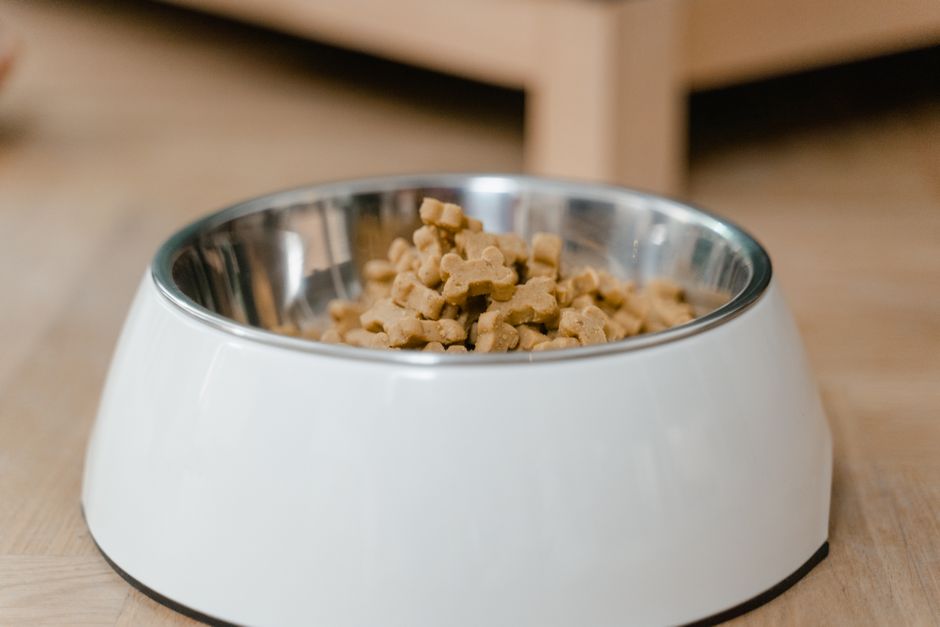 What Are the Most Common Causes of Pet Product Recalls?