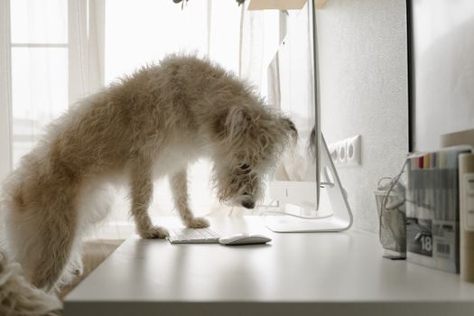 How E-Commerce Is Changing Pet Supply B2B Buying
