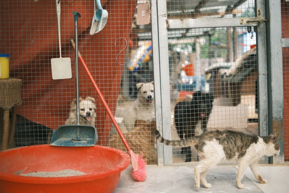 Introduction to Wholesale Pricing Trends in Pet Supplies for 2024