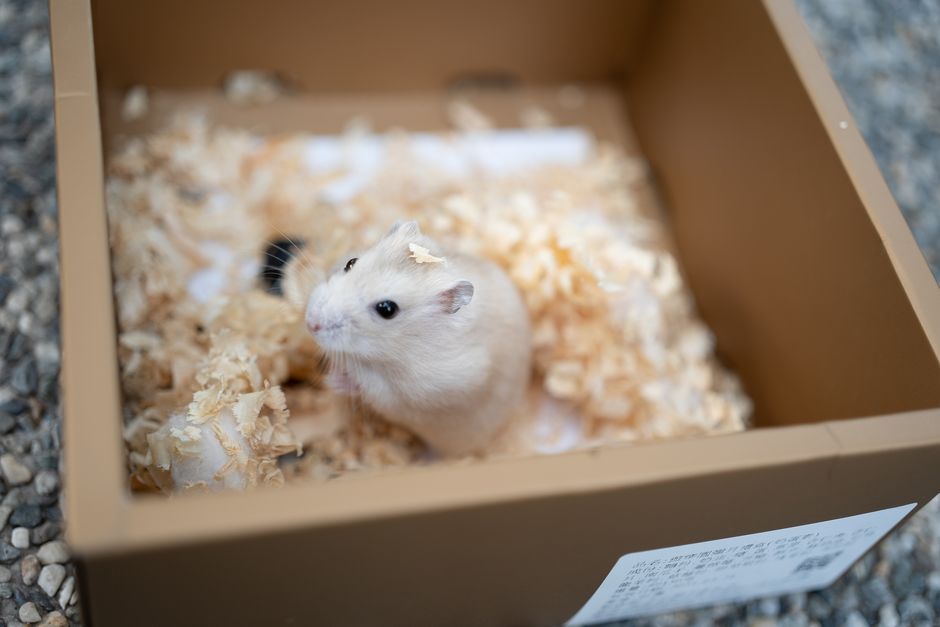 2. Top Materials to Look for in Eco-Friendly Pet Supplies