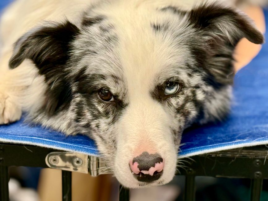 2. SuperZoo