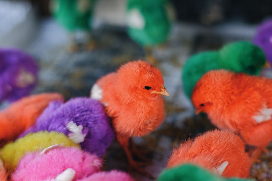 3. Interzoo