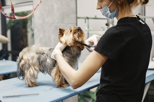 Pet Industry News 2024: 7 Key Trends for B2B Buyers