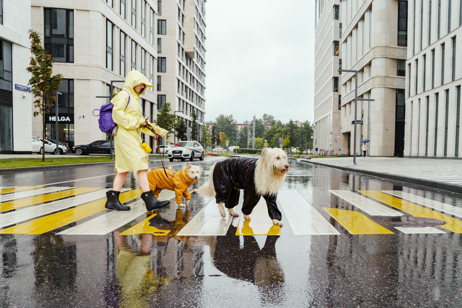 1. The Rise of Sustainable Pet Product Sourcing