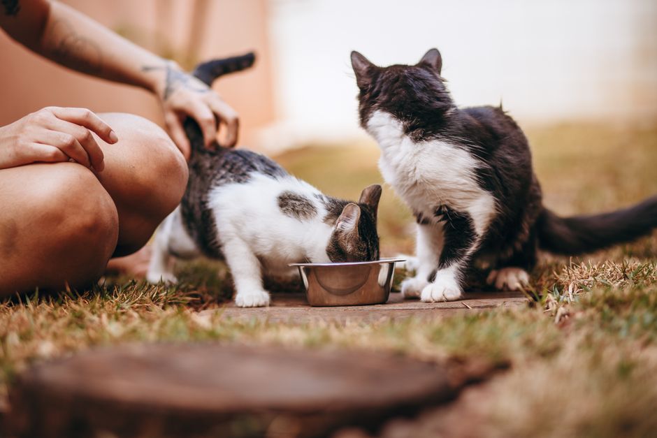 3. Humanization of Pet Food: Premium Ingredients and Customization