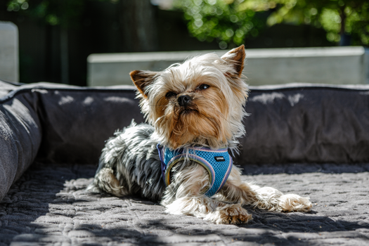 New Pet Product Regulations: Wholesaler Compliance Guide