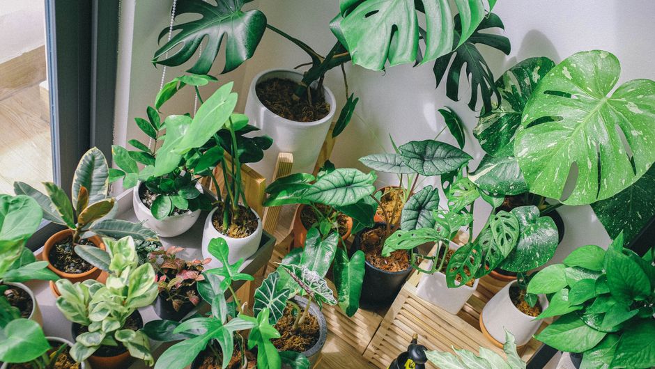 3. Biophilic Design Principles Gain Traction