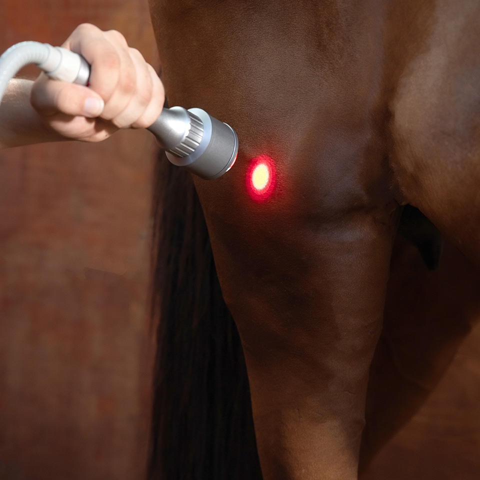 Veterinary Laser Therapy Machine 980nm 810nm for Equine Tendon Injury & Pet Pain Relief