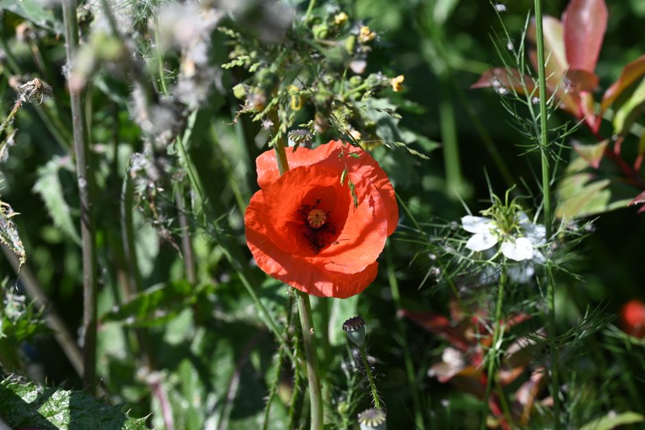 3. Biologisch abbaubare Blasenfolie aus nachwachsenden Rohstoffen