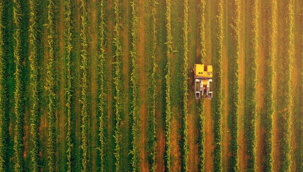 Agrarroboter: Kosten, Nutzen & Einsatzgebiete