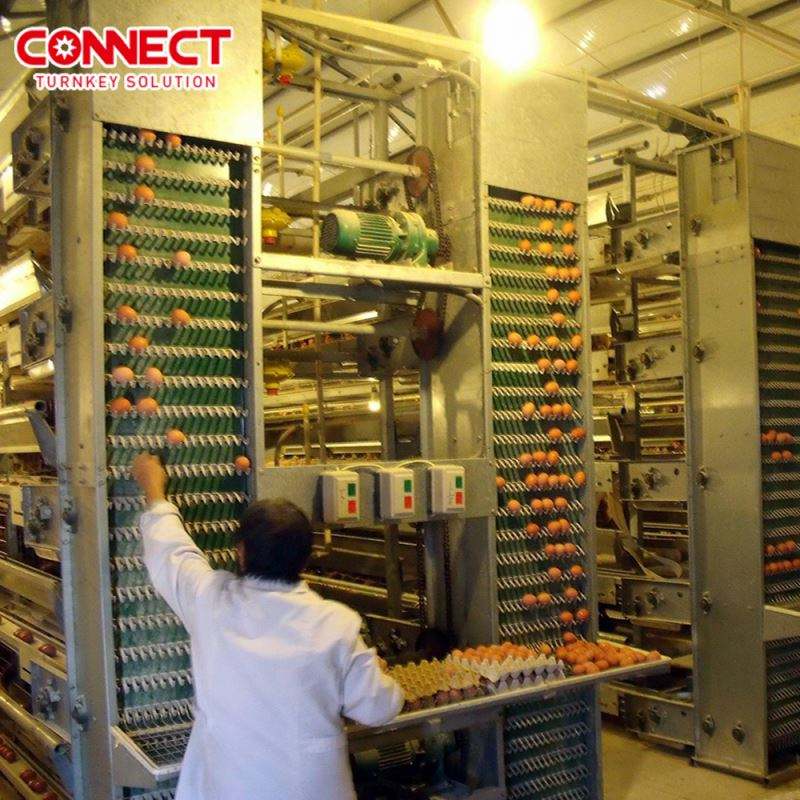 Cages en batterie automatiques pour poules pondeuses H-Type avec système d'alimentation