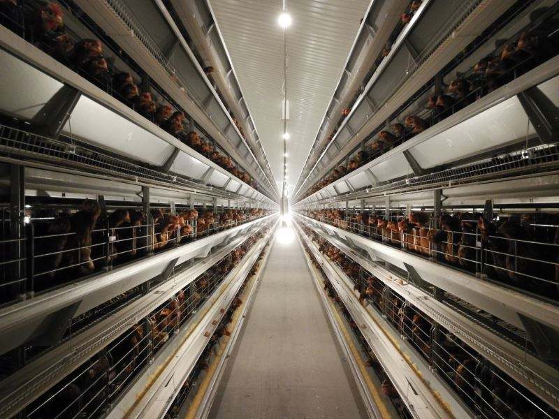 Système de cages automatiques pour poules pondeuses – Élevage avicole