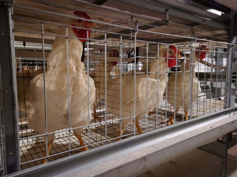 Système de cages en batterie pour poulets de chair - Élevage avicole industriel