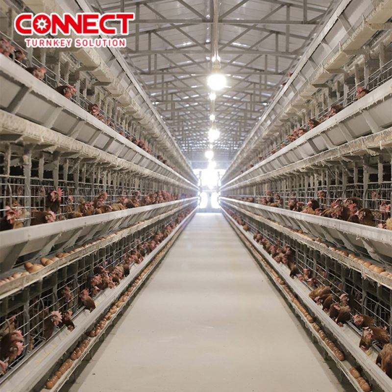 Système de cages en batterie pour poules pondeuses, entièrement automatique, grande capacité