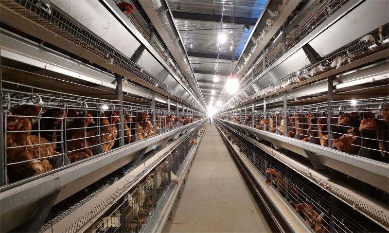 Système de cages en batterie pour poulets de chair - Élevage avicole industriel