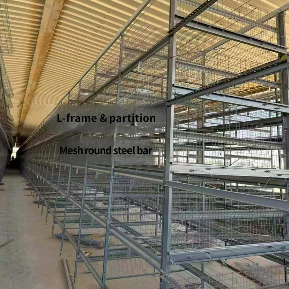 Cages à poulets de chair galvanisées empilables avec système automatique d'élimination du fumier