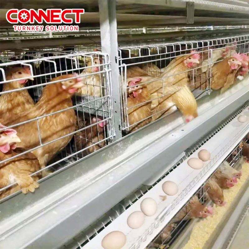 Système de cages en batterie pour poules pondeuses, entièrement automatique, grande capacité