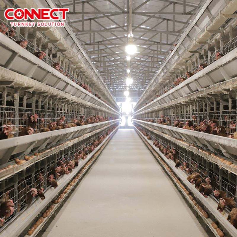 Cages en batterie automatiques pour poules pondeuses H-Type avec système d'alimentation