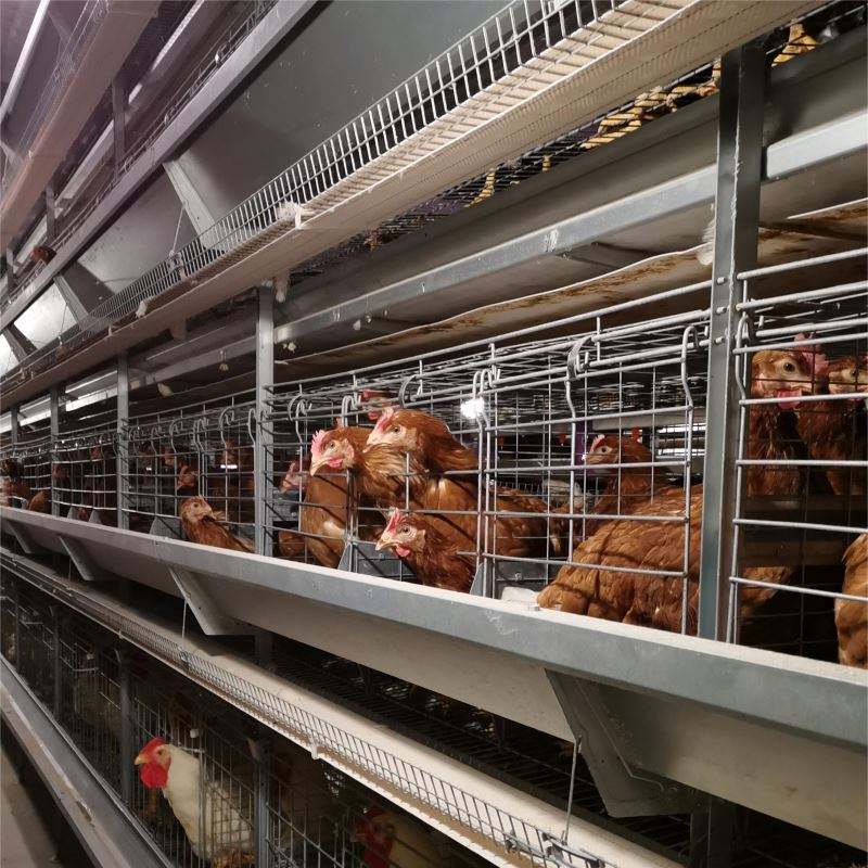Système de cages en batterie pour poulets de chair - Élevage avicole industriel