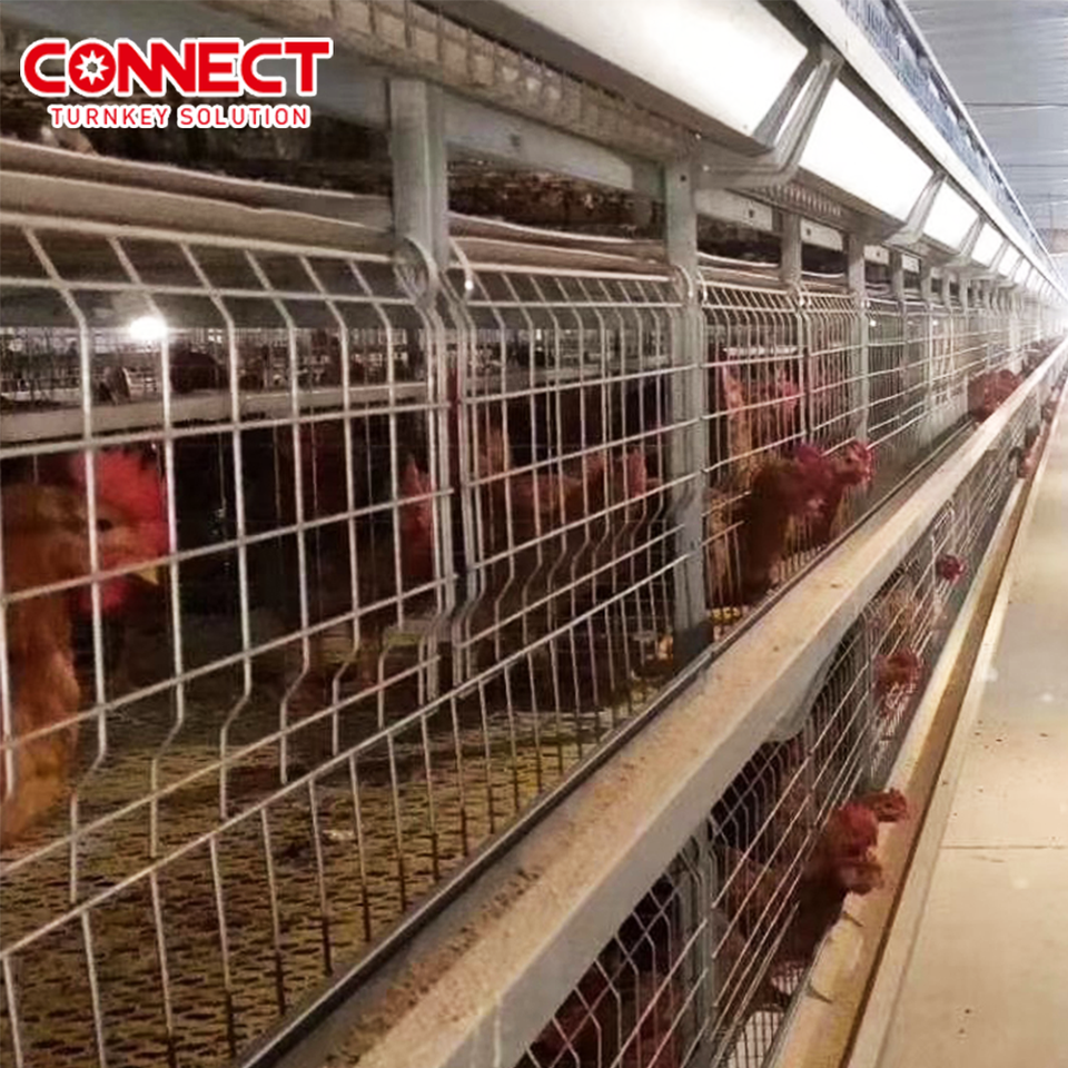 Système de cages automatiques pour poules pondeuses – Élevage avicole