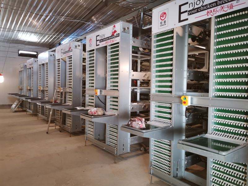 Système de cages en batterie pour poulets de chair - Élevage avicole industriel