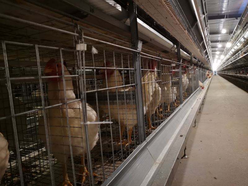 Système de cages en batterie pour poulets de chair - Élevage avicole industriel