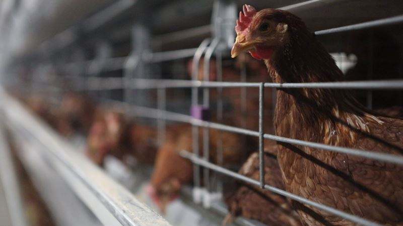 Système de cages automatiques pour poules pondeuses – Élevage avicole
