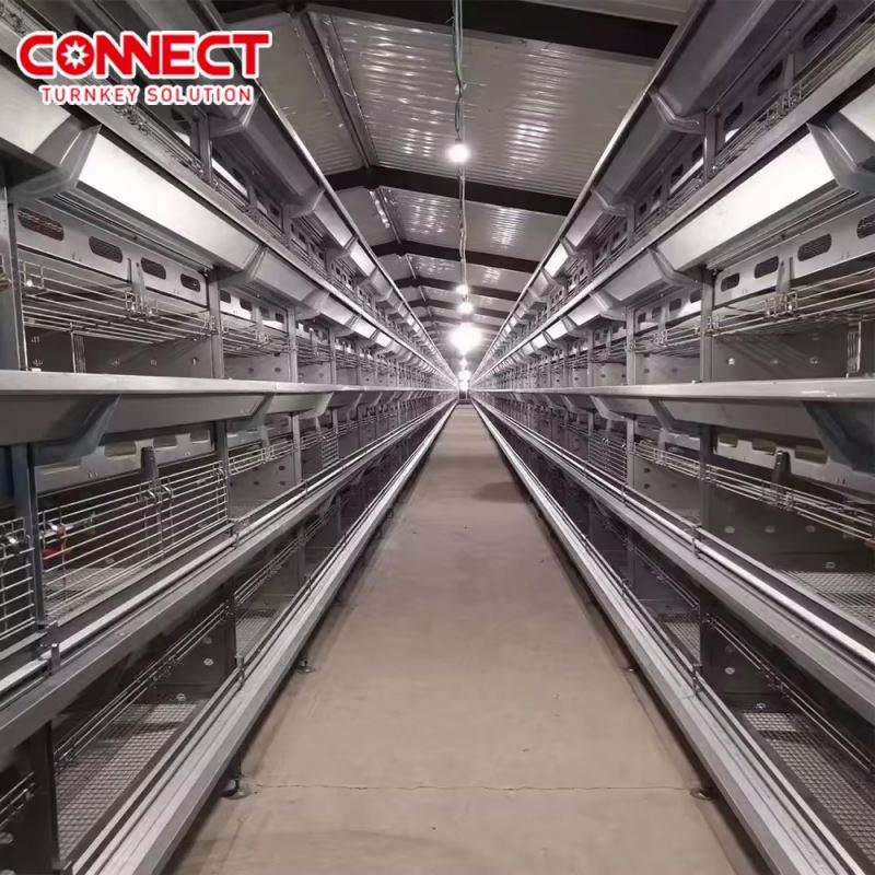 Cages en batterie automatiques pour poules pondeuses H-Type avec système d'alimentation