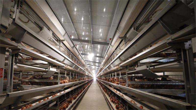 Système de cages automatiques pour poules pondeuses – Élevage avicole