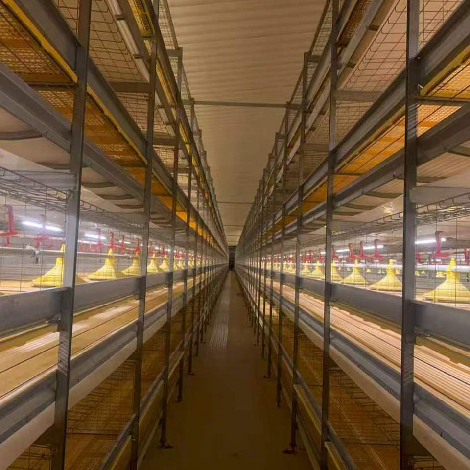 Cages à poulets de chair empilables avec commande électrique pour élevage à grande échelle