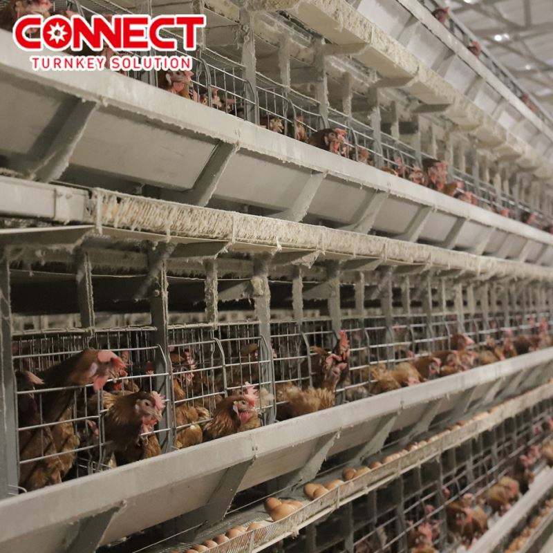 Système de cages en batterie pour poules pondeuses, entièrement automatique, grande capacité
