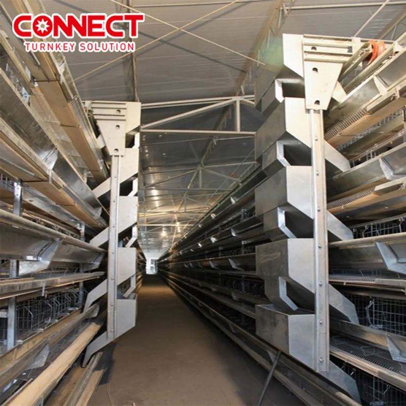 Système de cages en batterie pour poules pondeuses, entièrement automatique, grande capacité