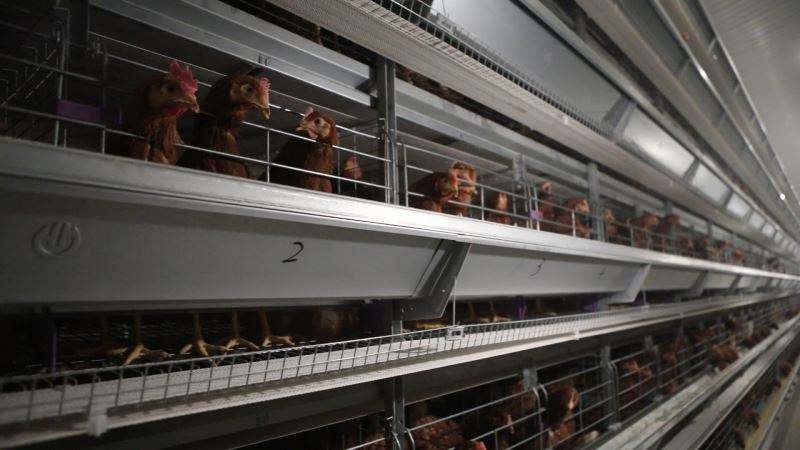 Système de cages automatiques pour poules pondeuses – Élevage avicole