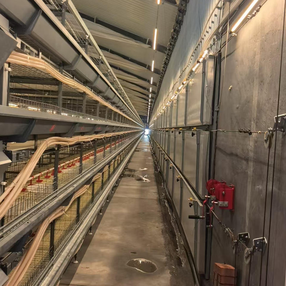Cages d'élevage de poulets de chair galvanisées à étages empilés