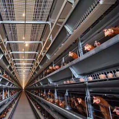 Système de cages automatiques pour poules pondeuses – Élevage avicole
