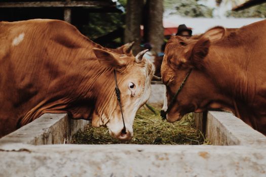 Avis Entreprises Alimentation Animale : Retours et Comparatif 2024