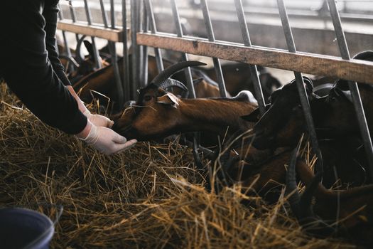 Interviews d'Experts en Nutrition Animale : Insights Clés