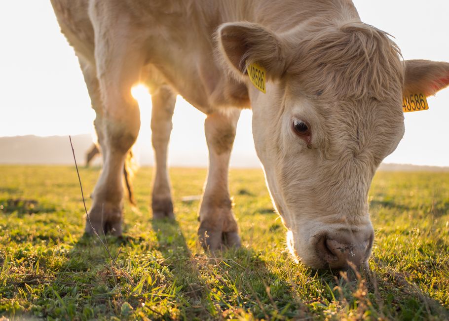 Analyse du Cycle de Vie (ACV) de l'Alimentation Animale